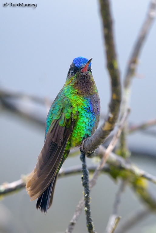 Fiery-throated Hummingbird 2